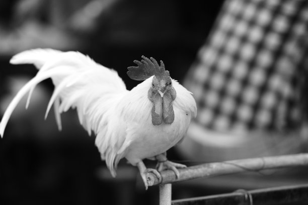 可爱的白鸡在黑白图片图片下载