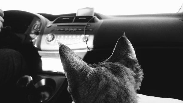 猫在车里旅行图片下载