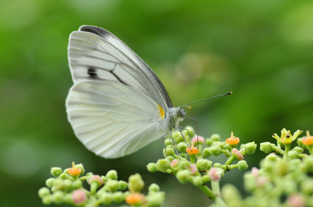 日本菜蝴蝶图片下载