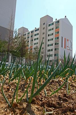 韩国昌原的一个公寓楼附近的大葱图片下载