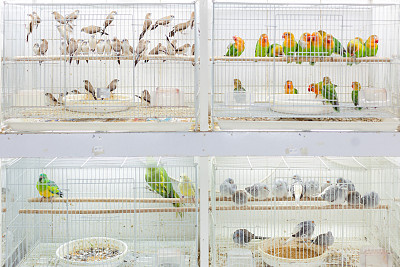 多哈瓦基夫市场出售的鸟类图片下载