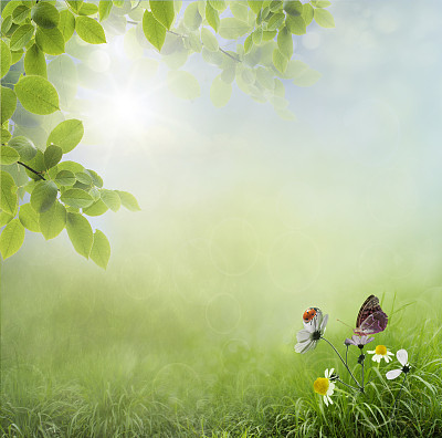 瓢虫在花图片下载