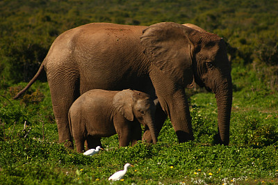 母象和她的孩子图片下载
