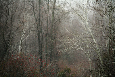 伍兹在雨中图片下载