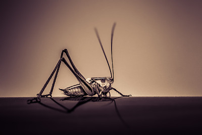 蚱蜢的抽象形象图片下载