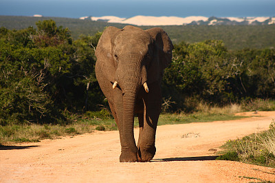 大象在路上走着图片下载