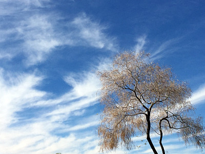 帕洛阿尔托绿树与蓝天和缕缕云图片下载