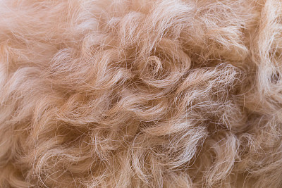 卷曲的棕色狗毛纹理图片下载