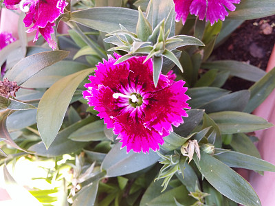 粉红色的花图片下载