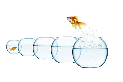 从鱼缸里跳出来的鱼图片下载