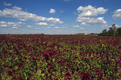 红色字段图片下载