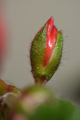 盛开的红天竺葵芽覆盖在晨露#7图片下载