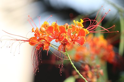 美丽Gulmohar花图片下载