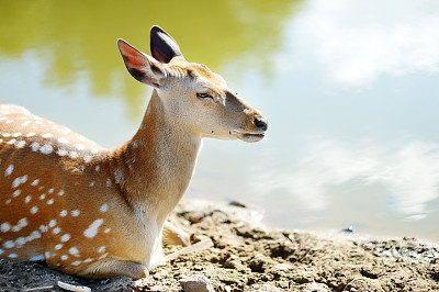 可爱的斑点小白鹿素材图片