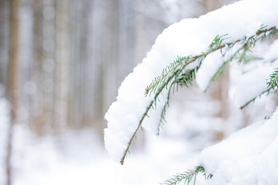 雪的背景图片下载