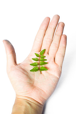 美丽的绿叶在手中图片下载