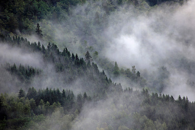 雾中的挪威森林图片下载