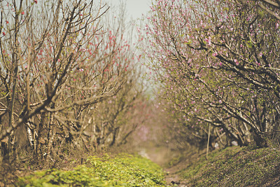 桃园的春季节图片下载