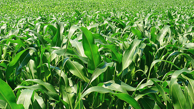 绿色新鲜的年轻玉米田-农业图片下载