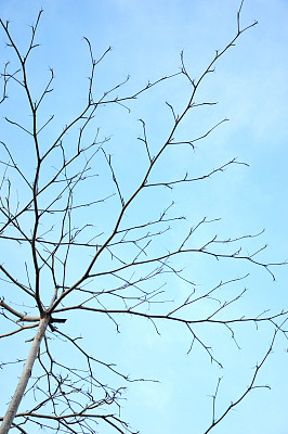 一棵大树的枯枝图片下载