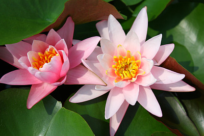 双粉红睡莲图片下载