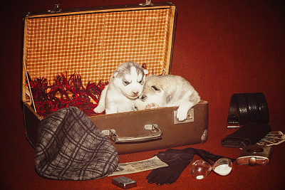 小狗包围的旅行物品。小狗的照片。西伯利亚雪橇犬。图片下载