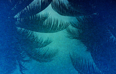 游泳池里的一棵棕榈树图片下载