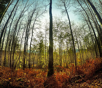 梯田中的徒步小径图片下载