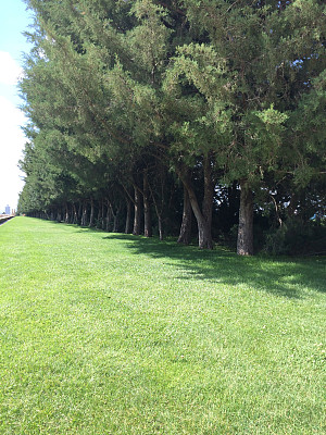 森林与太阳图片下载