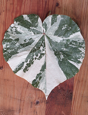 叶子看起来像心形图片下载