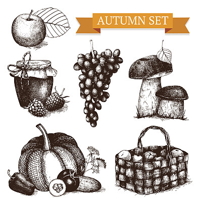 复古装饰收获素描孤立在白色。图片下载