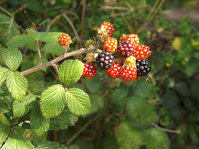秋天的树莓图片下载