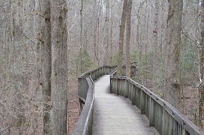 树林中的木路图片下载