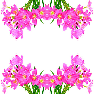 中将莉莉图片下载