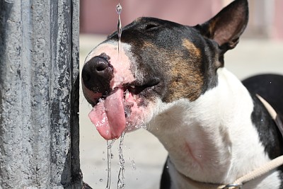 有趣的斗牛梗从喷泉里喝水图片下载