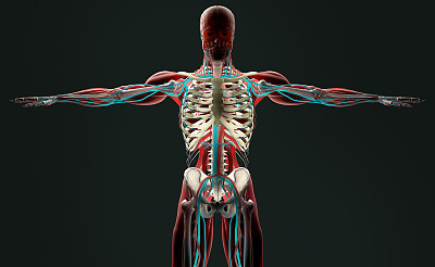 解剖学的扫描。躯干和骨骼前面。充满活力的颜色。Xray-like图片下载