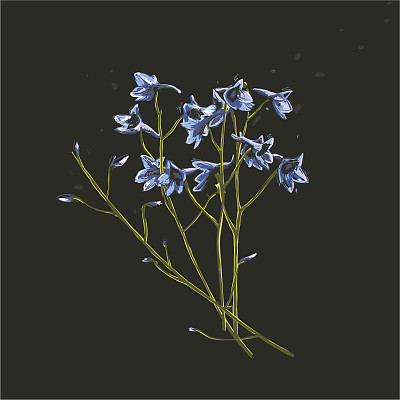 浪漫的野花束在黑暗中图片下载