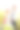 一对新婚夫妇在一片向日葵中亲吻和摆姿势图片下载