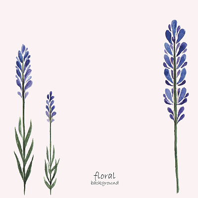 薰衣草水彩。图片下载