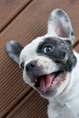 白色的法国斗牛犬图片下载