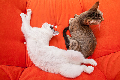 两只可爱的家猫躺在沙发上图片下载