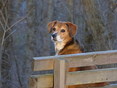 狗坐在森林里的木凳上图片下载