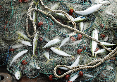 捕鱼网马鲛鱼图片下载