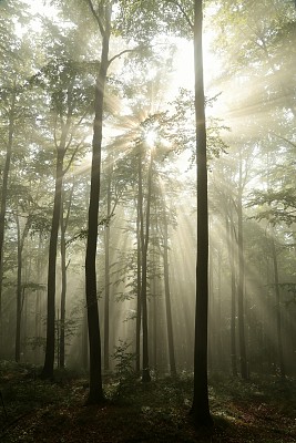 秋日拂晓的森林图片下载