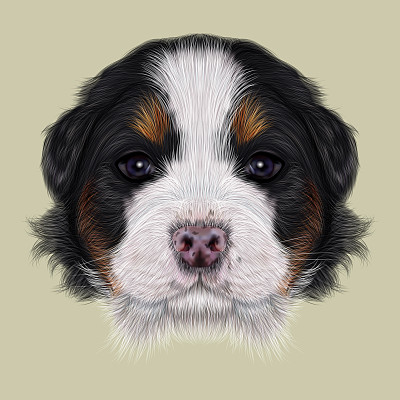 伯恩斯山小狗的插图肖像。图片下载