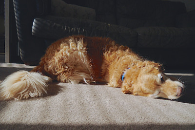 姜狗在地上打滚图片下载