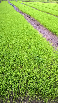 年轻的稻田图片下载