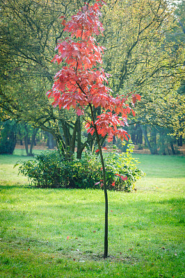 红叶树图片下载