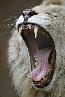 巨大的狮子图片下载