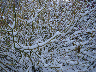 灌木在冬天图片下载